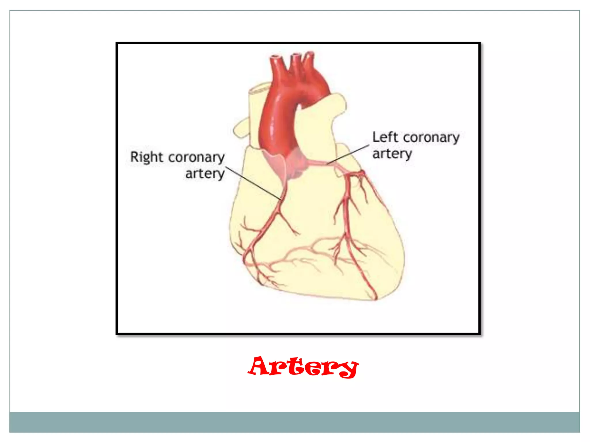 Artery
 