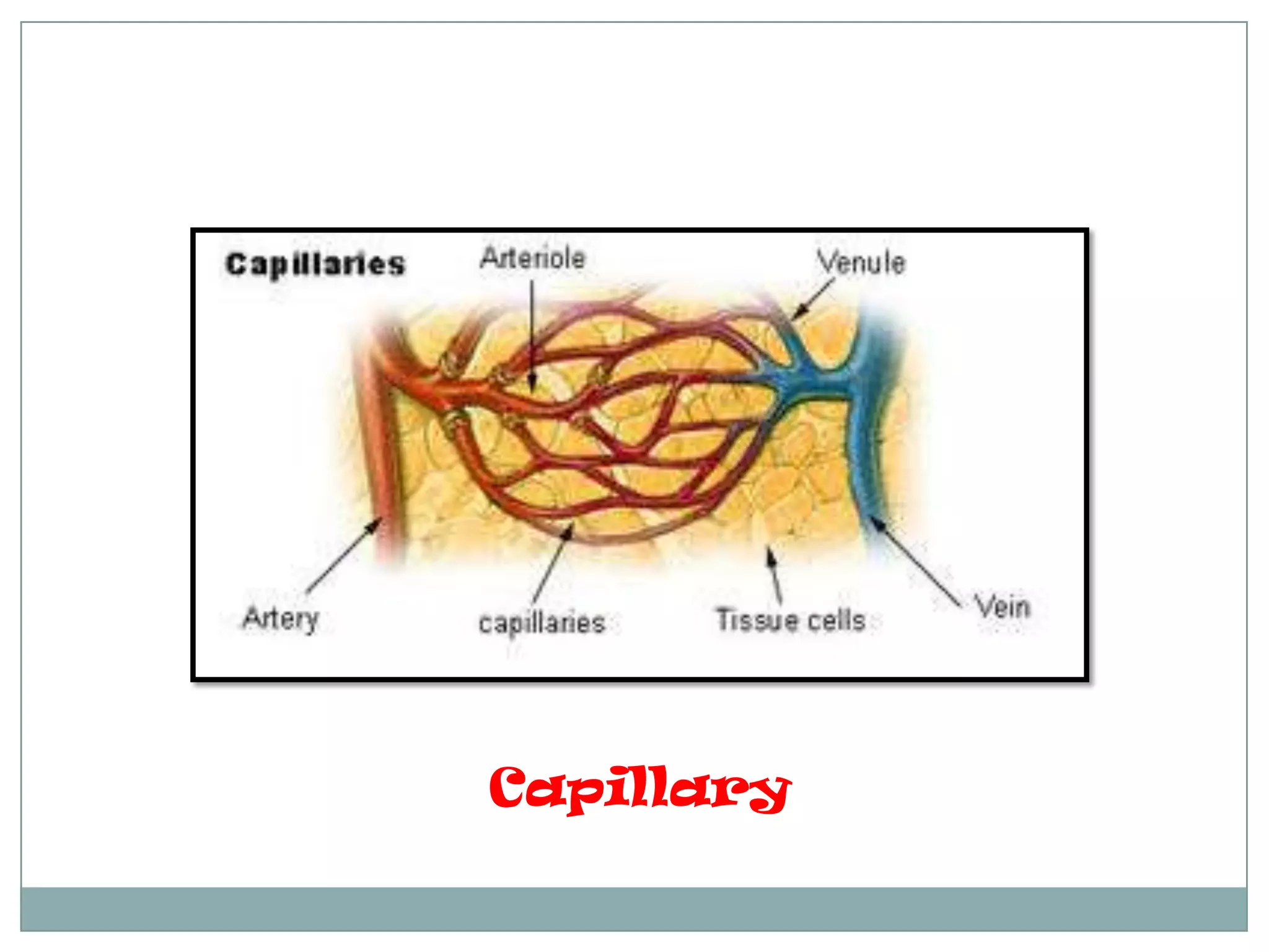 Capillary
 