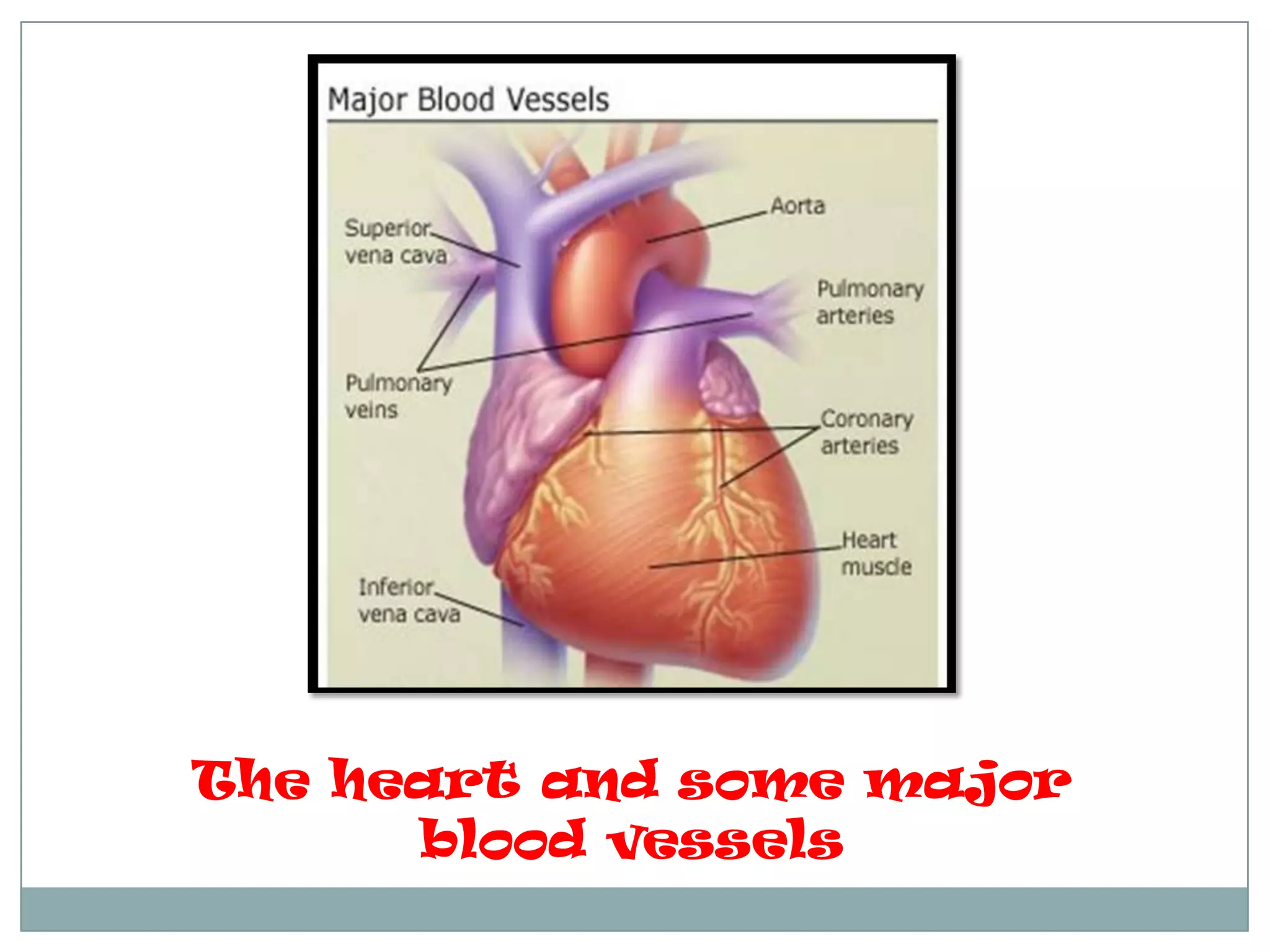 The heart and some major
blood vessels
 