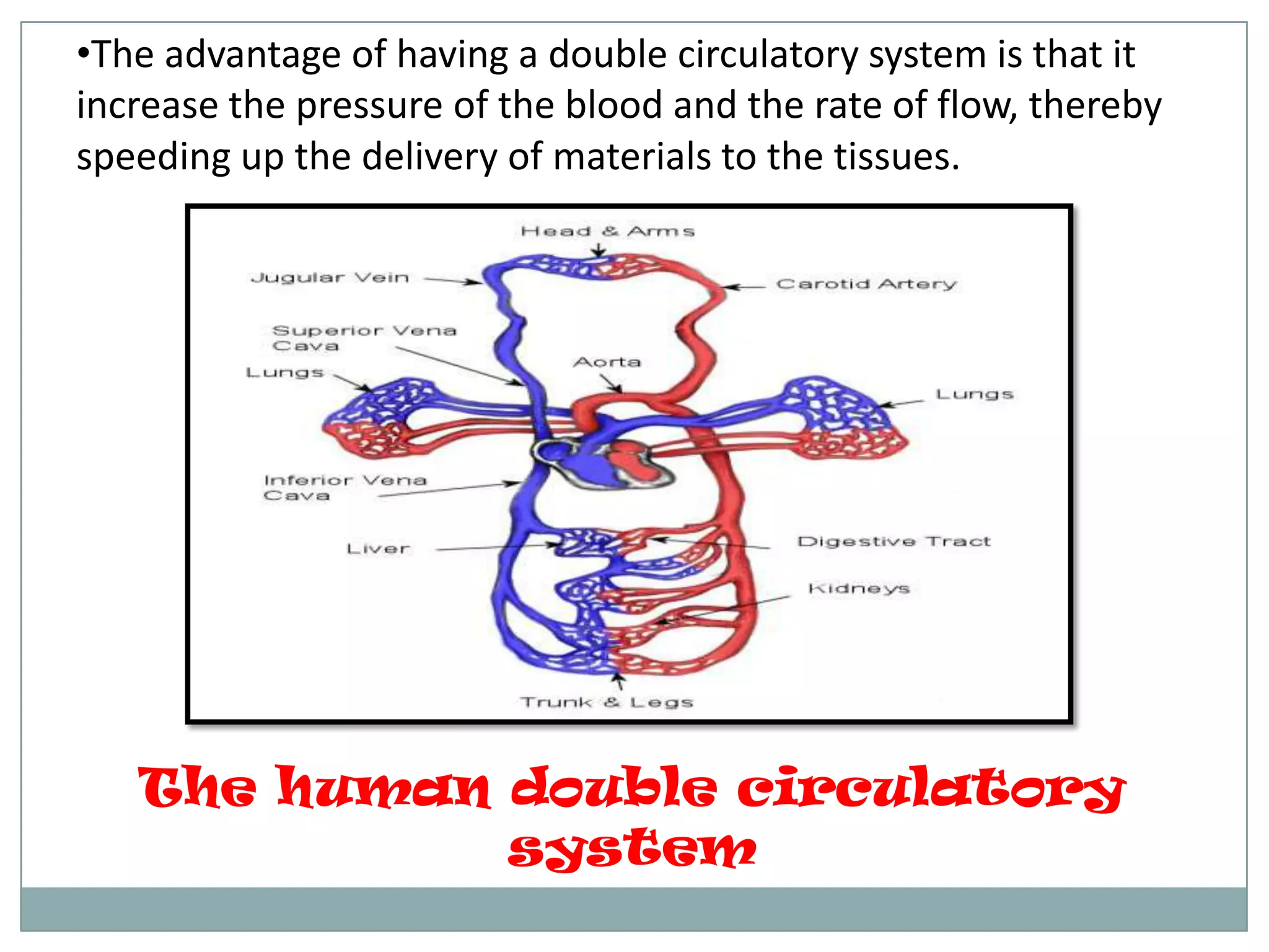 •The advantage of having a double circulatory system is that it
increase the pressure of the blood and the rate of flow, thereby
speeding up the delivery of materials to the tissues.
The human double circulatory
system
 