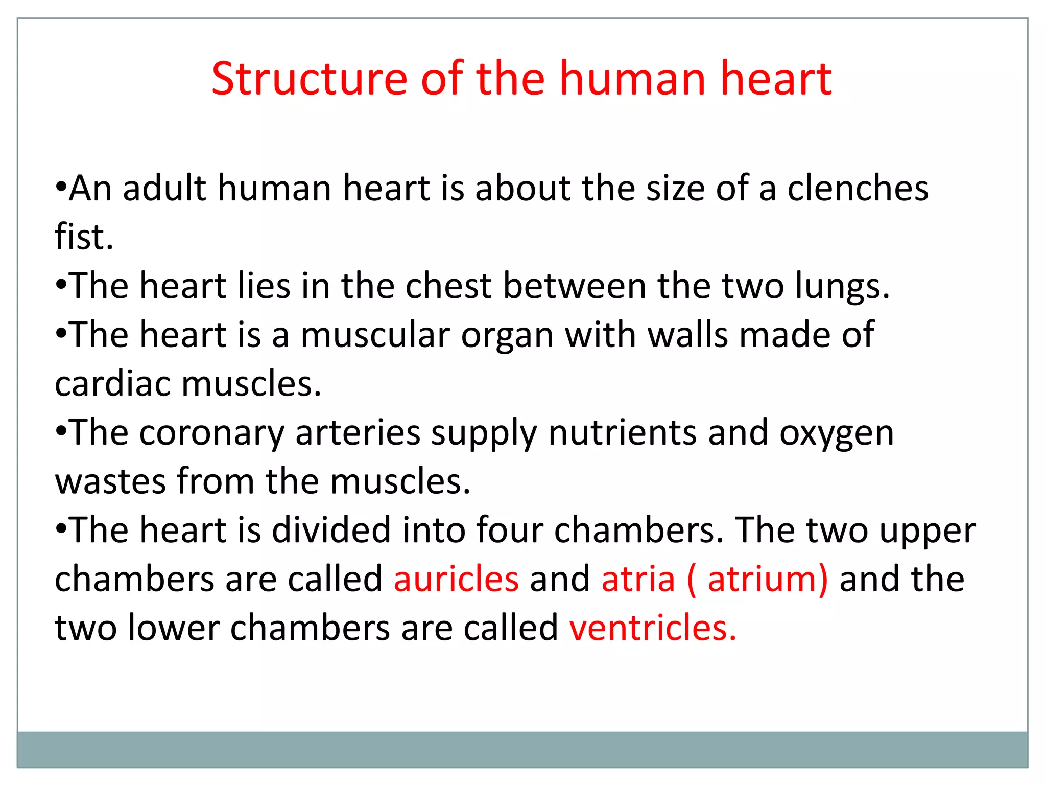 Structure of the human heart
•An adult human heart is about the size of a clenches
fist.
•The heart lies in the chest between the two lungs.
•The heart is a muscular organ with walls made of
cardiac muscles.
•The coronary arteries supply nutrients and oxygen
wastes from the muscles.
•The heart is divided into four chambers. The two upper
chambers are called auricles and atria ( atrium) and the
two lower chambers are called ventricles.
 