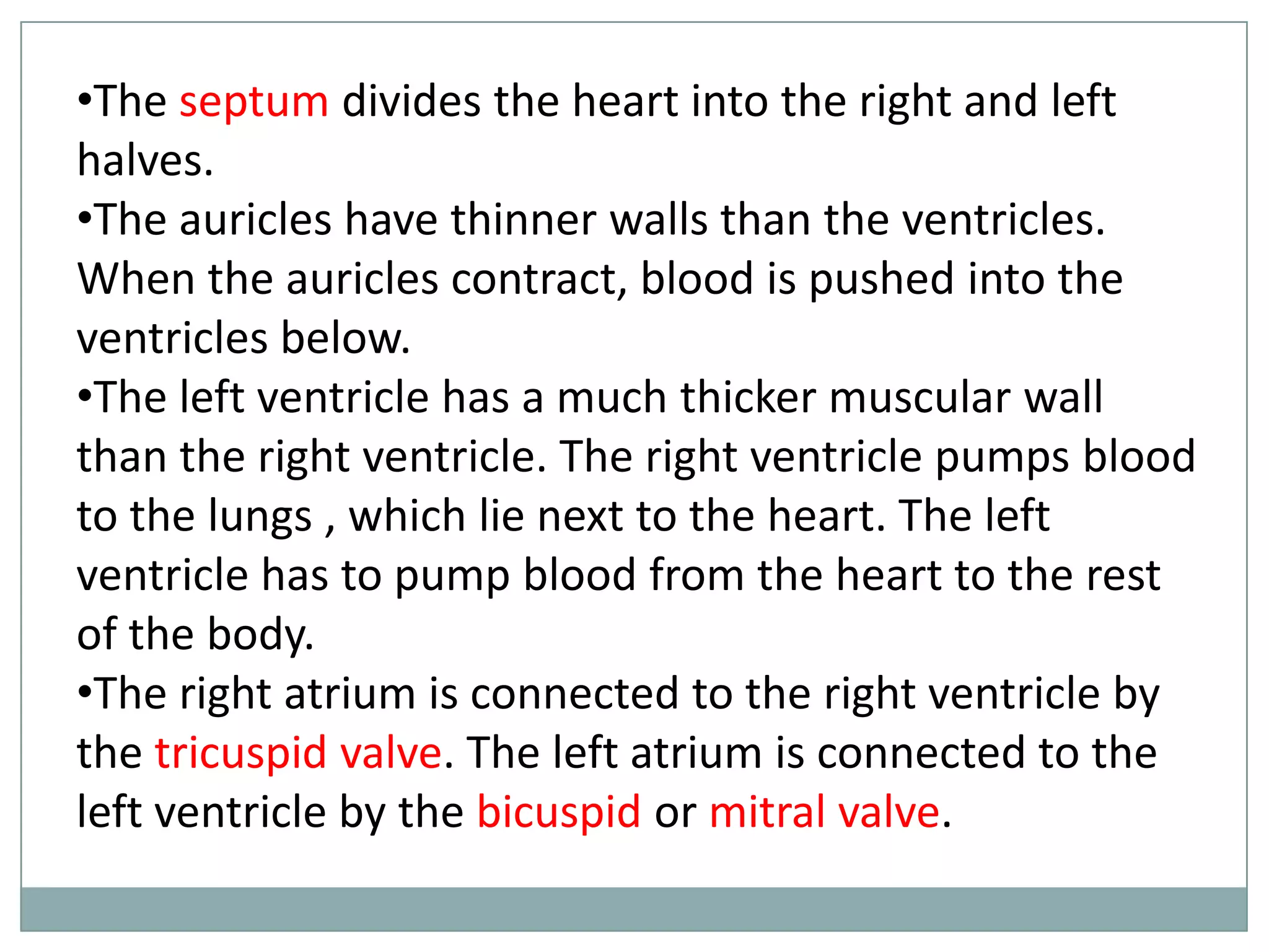 •The septum divides the heart into the right and left
halves.
•The auricles have thinner walls than the ventricles.
When the auricles contract, blood is pushed into the
ventricles below.
•The left ventricle has a much thicker muscular wall
than the right ventricle. The right ventricle pumps blood
to the lungs , which lie next to the heart. The left
ventricle has to pump blood from the heart to the rest
of the body.
•The right atrium is connected to the right ventricle by
the tricuspid valve. The left atrium is connected to the
left ventricle by the bicuspid or mitral valve.
 