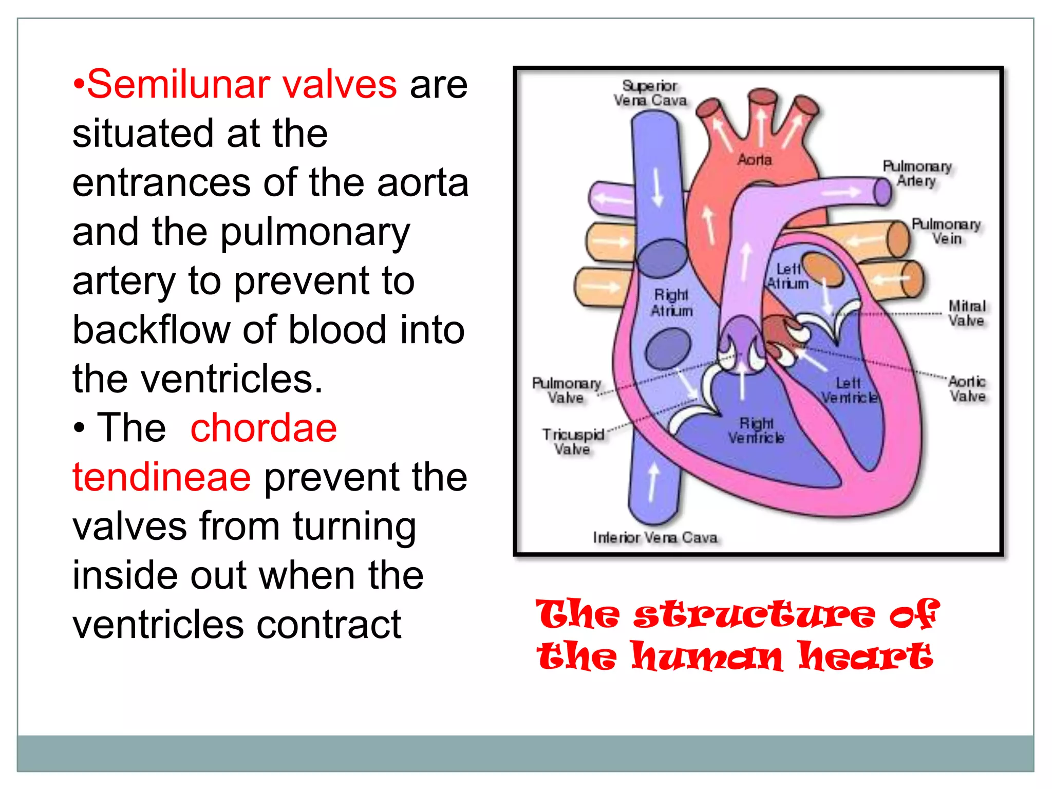 •Semilunar valves are
situated at the
entrances of the aorta
and the pulmonary
artery to prevent to
backflow of blood into
the ventricles.
• The chordae
tendineae prevent the
valves from turning
inside out when the
ventricles contract The structure of
the human heart
 