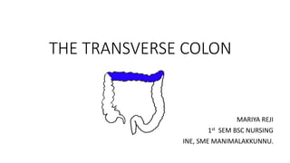 THE TRANSVERSE COLON
MARIYA REJI
1st SEM BSC NURSING
INE, SME MANIMALAKKUNNU.
 