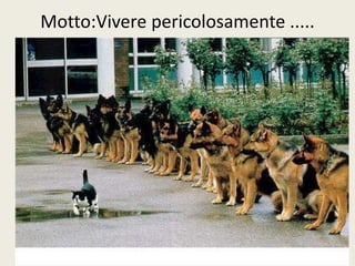 Motto:Vivere pericolosamente ..... 
 