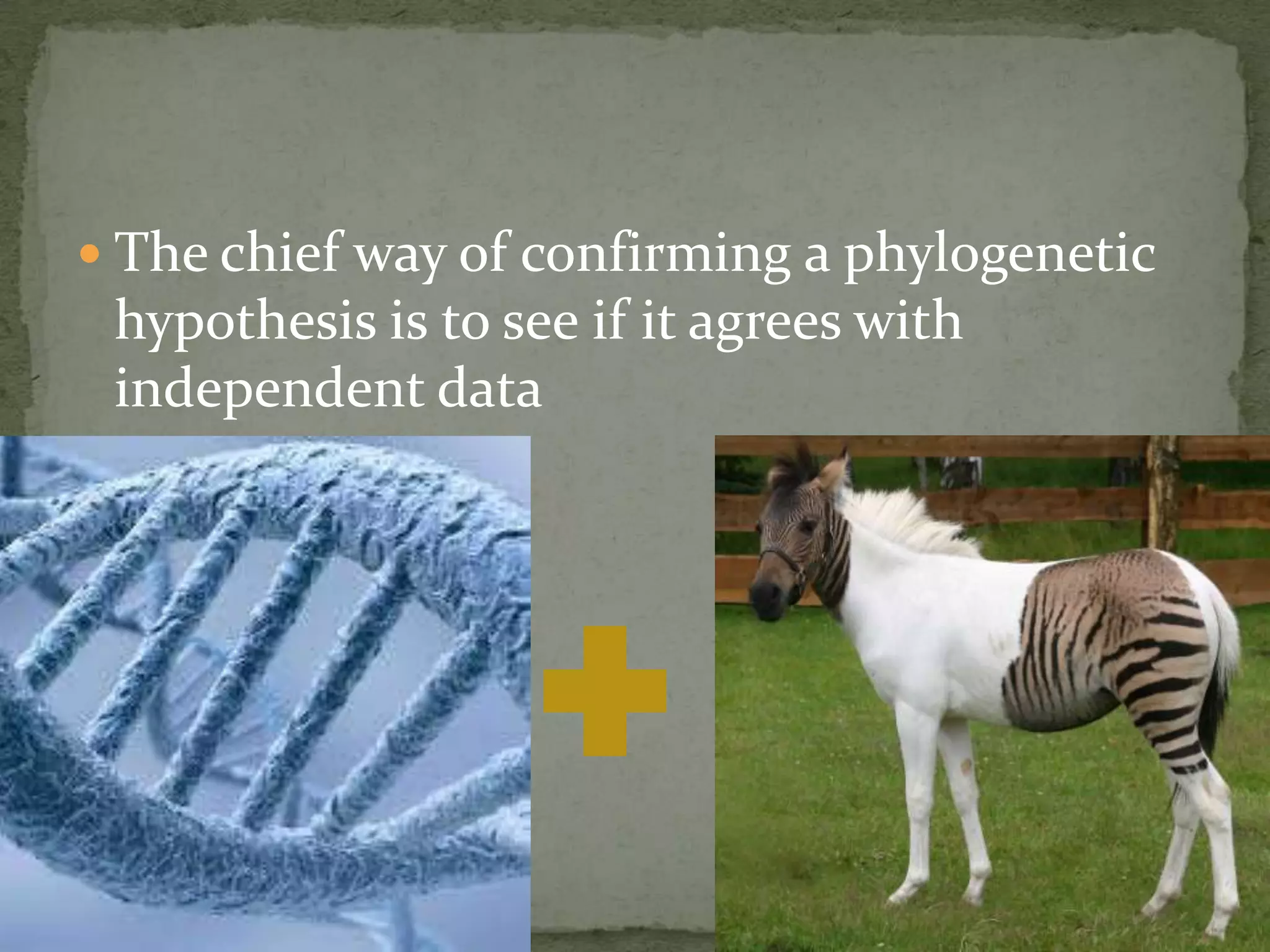  The chief way of confirming a phylogenetic
 hypothesis is to see if it agrees with
 independent data
 