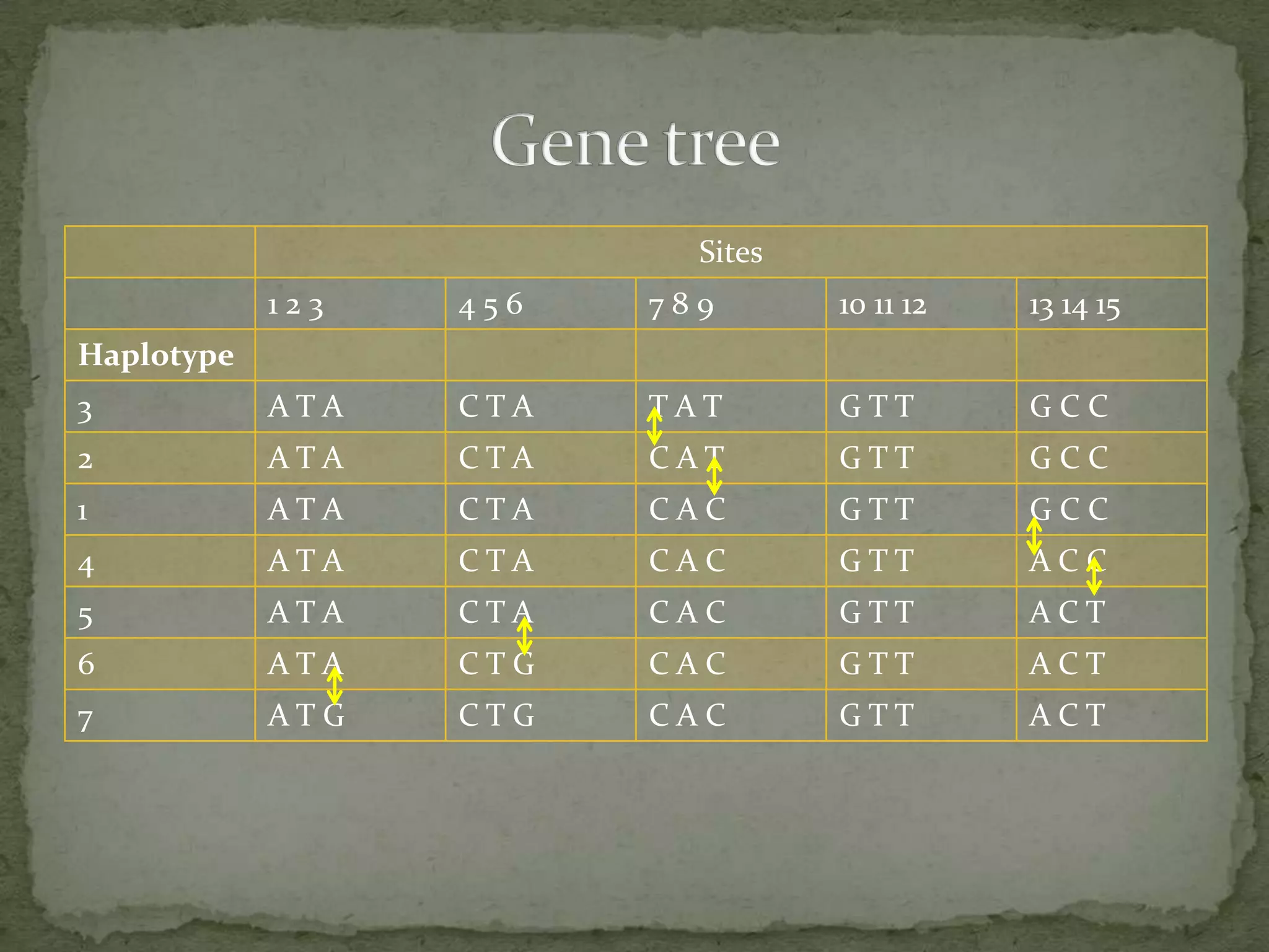 Sites
            123   456   789       10 11 12   13 14 15
Haplotype
3           ATA   CTA   TAT       GTT        GCC
2           ATA   CTA   CAT       GTT        GCC
1           ATA   CTA   CAC       GTT        GCC
4           ATA   CTA   CAC       GTT        ACC
5           ATA   CTA   CAC       GTT        ACT
6           ATA   CTG   CAC       GTT        ACT
7           ATG   CTG   CAC       GTT        ACT
 