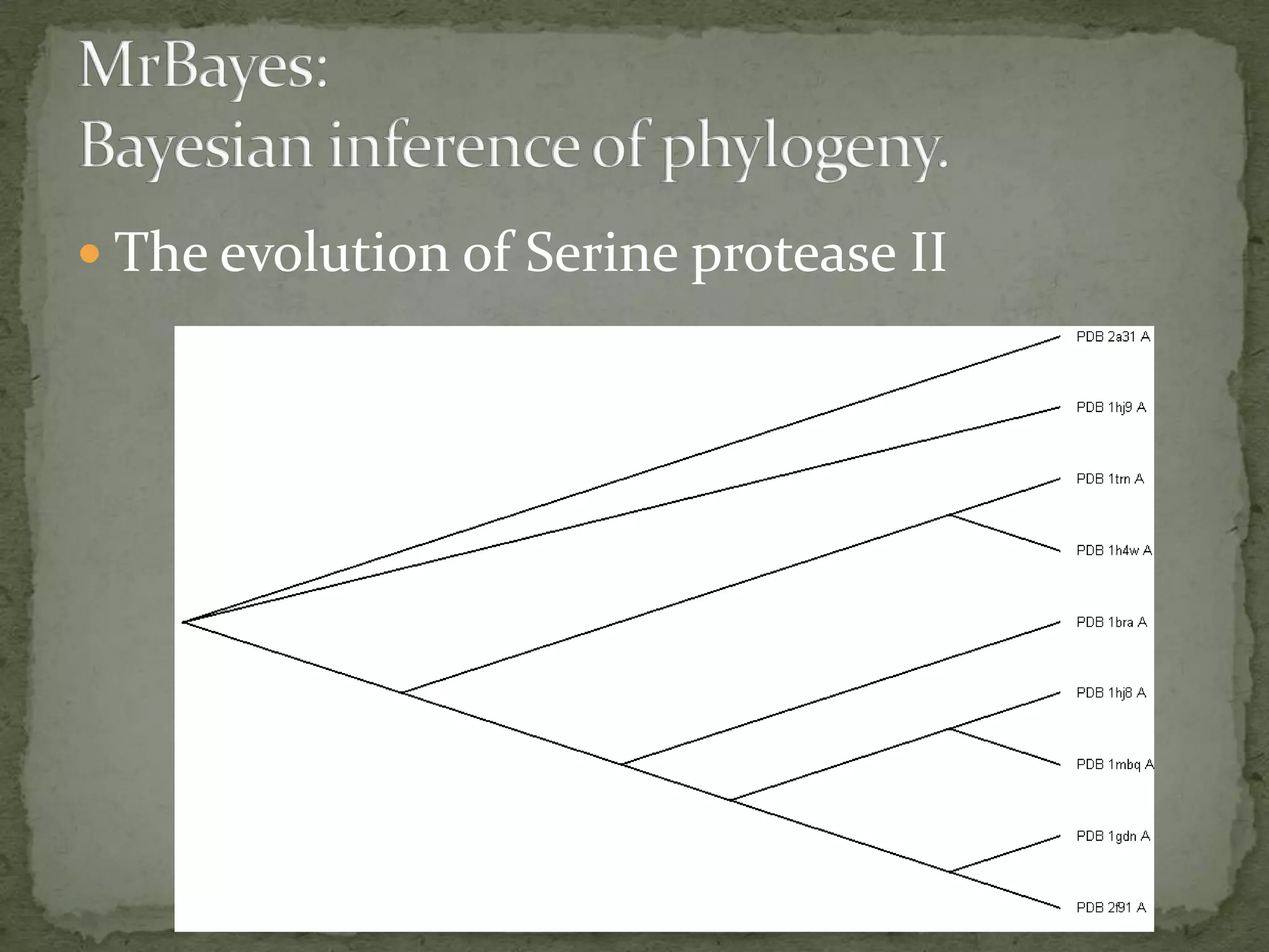  The evolution of Serine protease II
 
