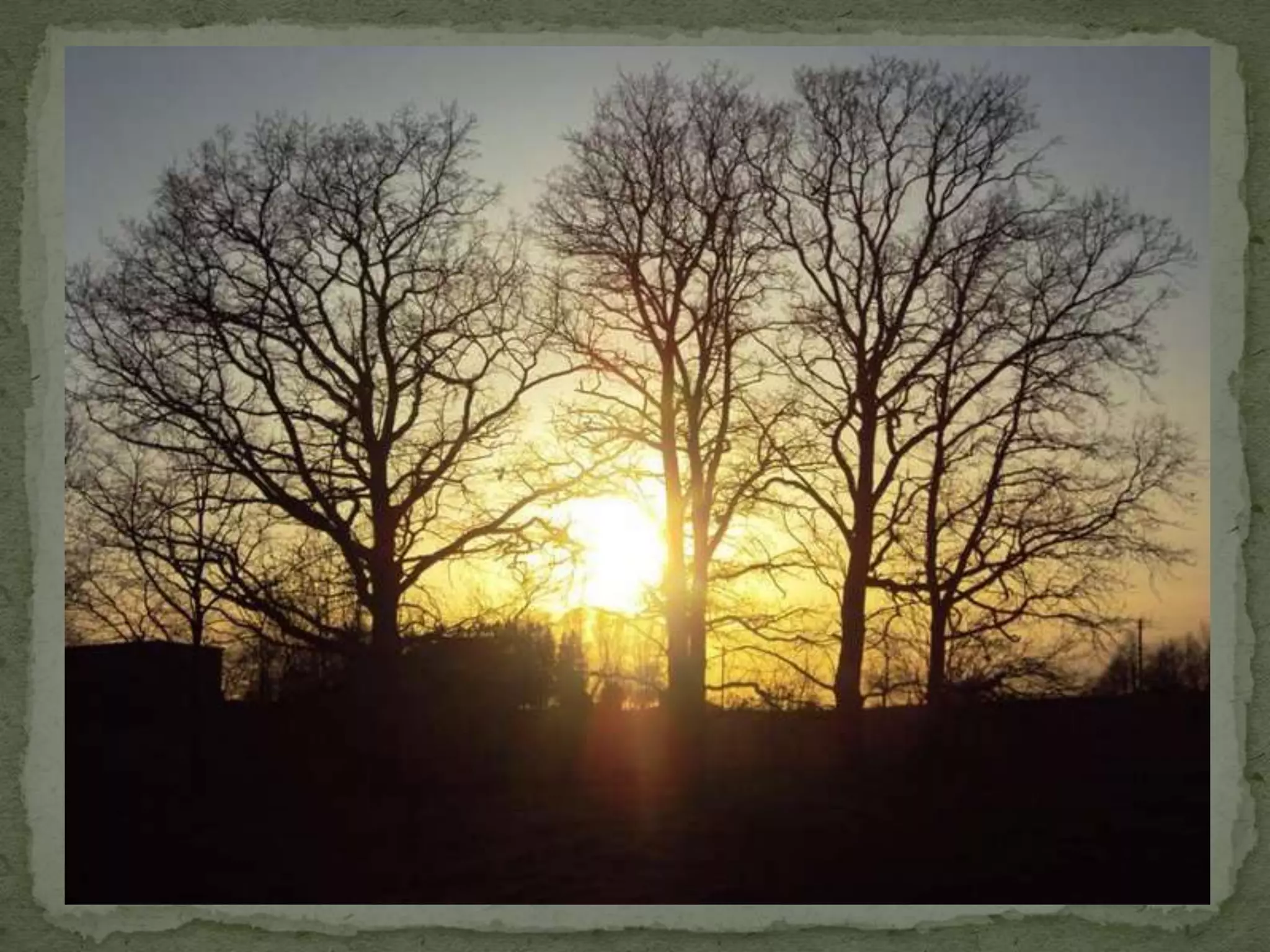  is the study of evolutionary relation among
 groups of organisms, which is discovered
 through molecular sequencing data and
 morphological data matrices.
 