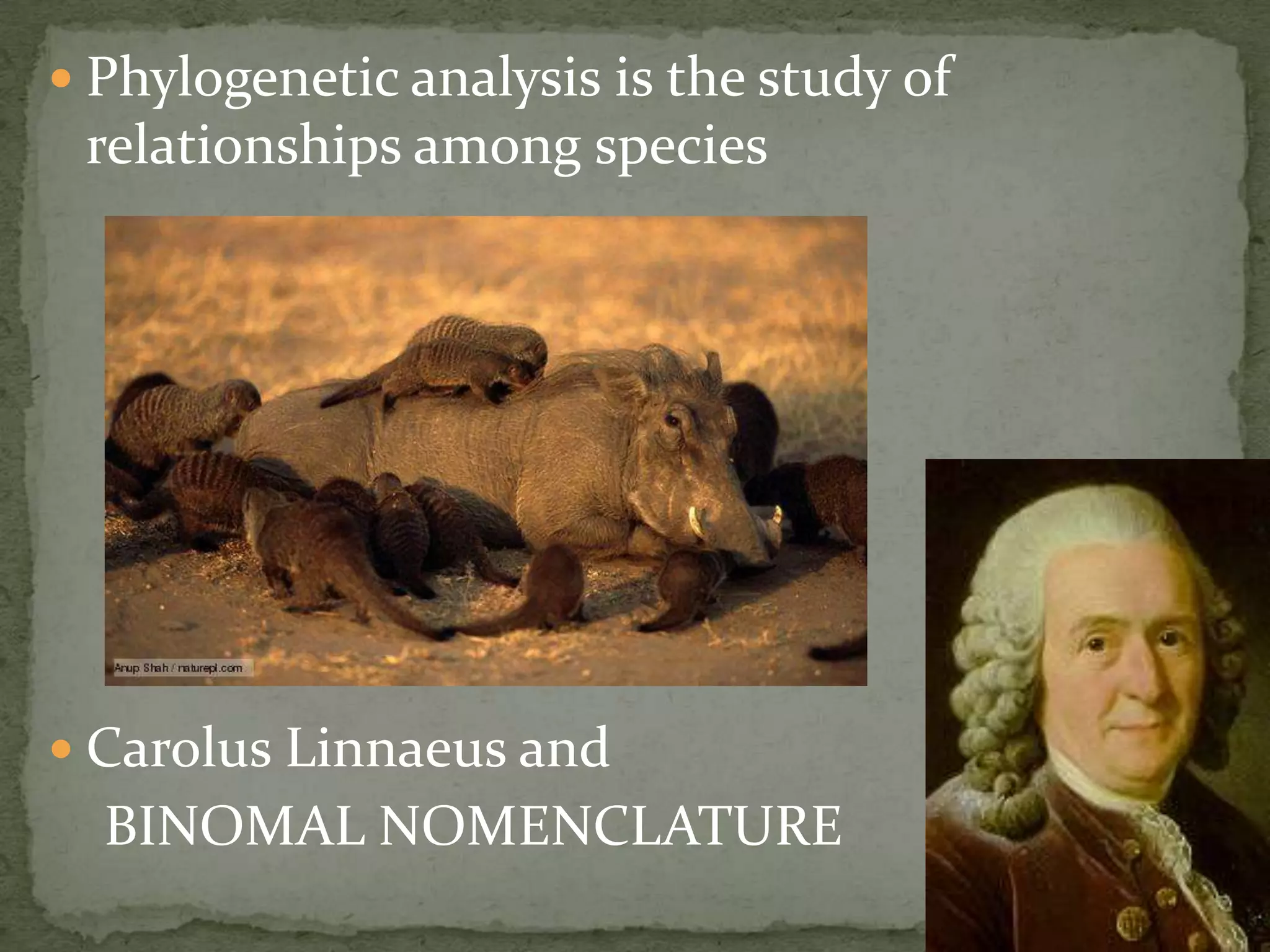  Phylogenetic analysis is the study of
 relationships among species




 Carolus Linnaeus and
  BINOMAL NOMENCLATURE
 