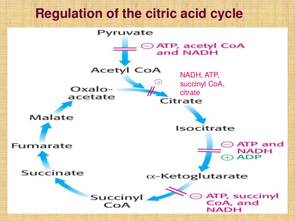 The tricarboxylic acid cycle