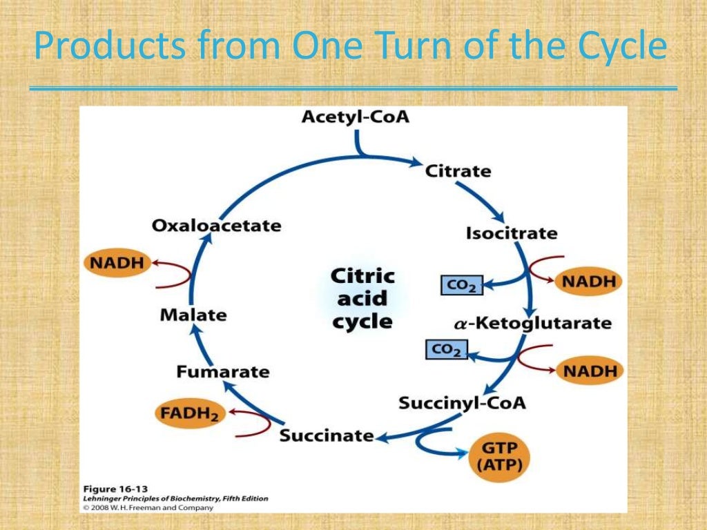 The tricarboxylic acid cycle