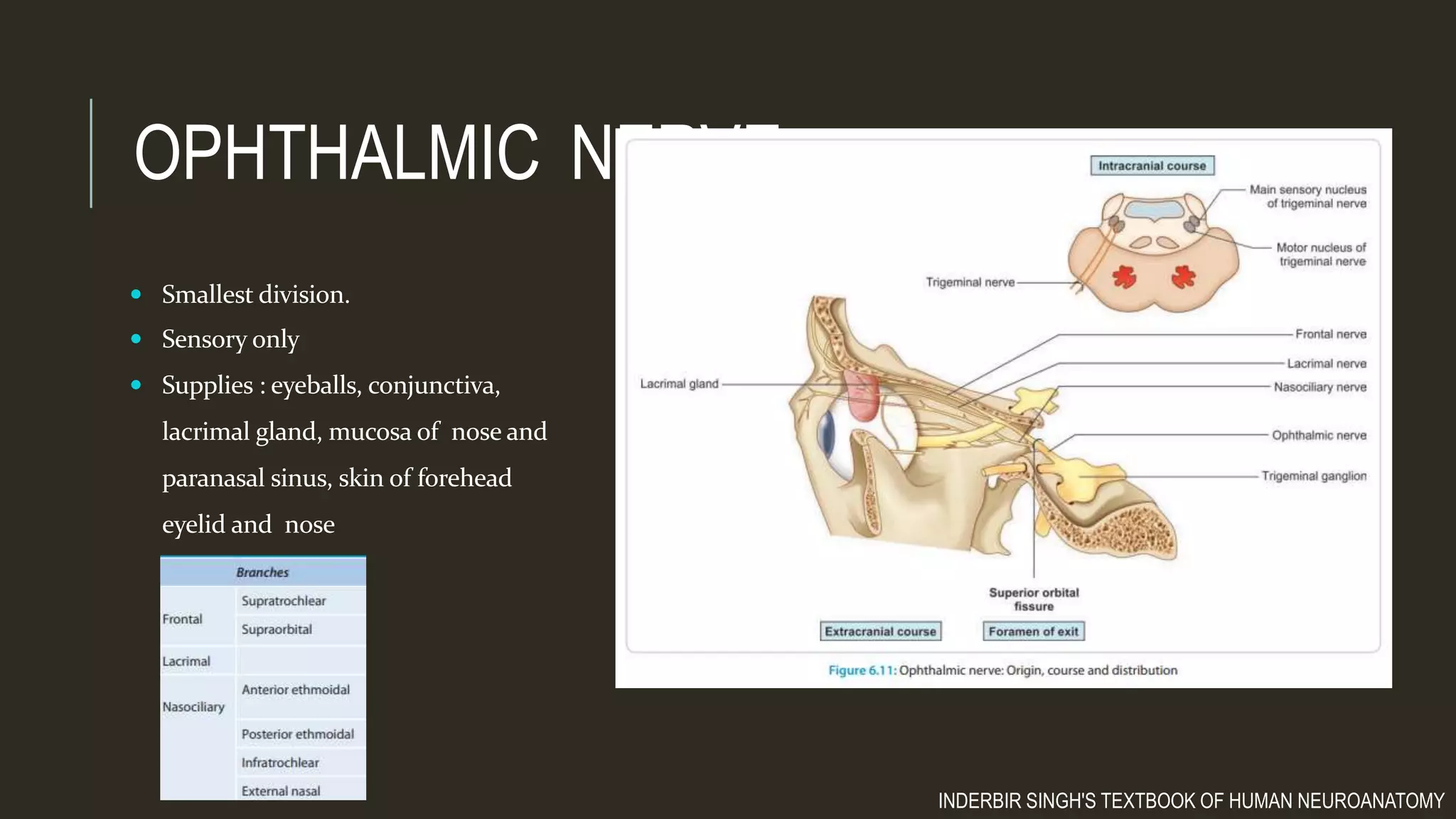 The trigeminal nerve | PPTX