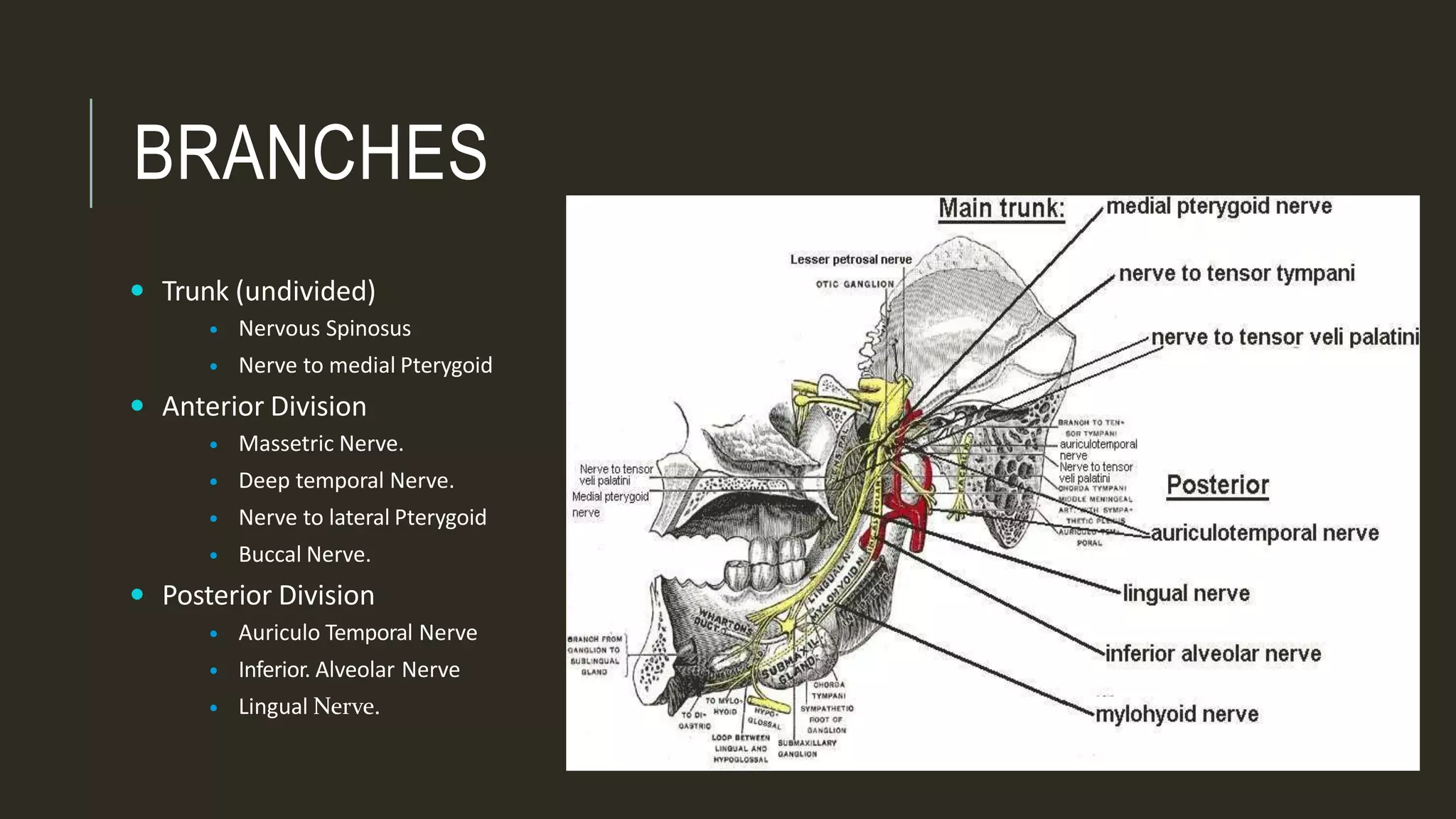 The trigeminal nerve | PPTX