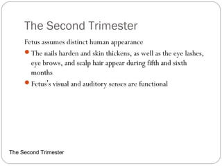 The Second Trimester
Fetus assumes distinct human appearance
The nails harden and skin thickens, as well as the eye lashes,
eye brows, and scalp hair appear during fifth and sixth
months
Fetus’s visual and auditory senses are functional
The Second Trimester
 