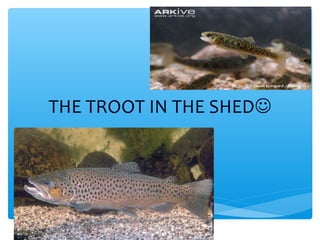 THE TROOT IN THE SHED
 