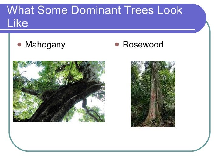 The Tropical Rainforest 2