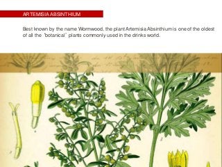 ARTEMISIA ABSINTHIUM
Best known by the name Wormwood, the plant Artemisia Absinthium is one of the oldest
of all the ‘botanical’ plants commonly used in the drinks world.
 