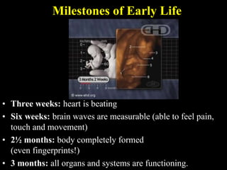 Milestones of Early Life
• Three weeks: heart is beating
• Six weeks: brain waves are measurable (able to feel pain,
touch...