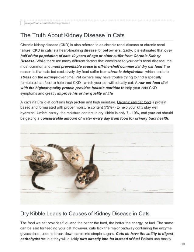 cat kidney disease raw diet