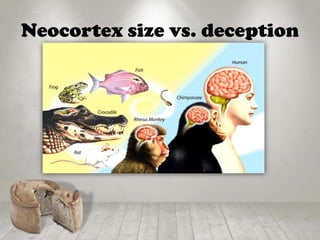 Neocortex size vs. deception
 