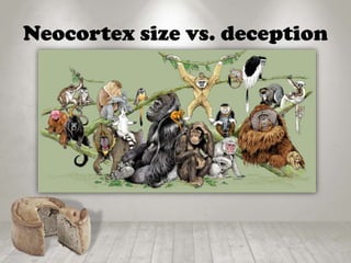 Neocortex size vs. deception
 