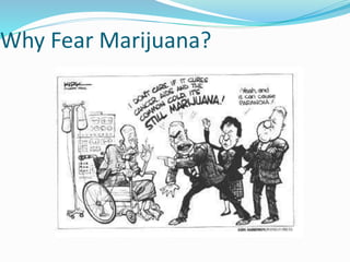 Why Fear Marijuana?
 
