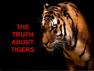 TRUTH ABOUT TIGERS THE TRUTH ABOUT TIGERS 