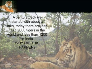 Extinction of tigers - India | PPTX