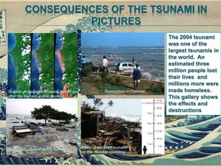 CONSEQUENCES OF THE TSUNAMI IN
PICTURES
Coastal photograph showing before and
after the tsunami in Car Nicobar
Destruction in Chennai
Effect of the 2004 tsunami
on the Nicobar coastline
Destruction caused by the tsunami in
Sri Lanka
The 2004 tsunami
was one of the
largest tsunamis in
the world. An
estimated three
million people lost
their lives and
millions more were
made homeless.
This gallery shows
the effects and
destructions
caused.
 