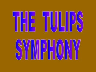 THE  TULIPS SYMPHONY 
