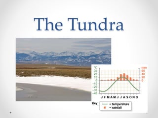 The Tundra
 