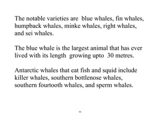 55
The notable varieties are blue whales, fin whales,
humpback whales, minke whales, right whales,
and sei whales.
The blue whale is the largest animal that has ever
lived with its length growing upto 30 metres.
Antarctic whales that eat fish and squid include
killer whales, southern bottlenose whales,
southern fourtooth whales, and sperm whales.
 