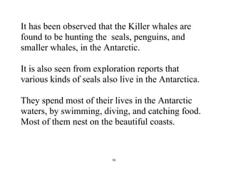 56
It has been observed that the Killer whales are
found to be hunting the seals, penguins, and
smaller whales, in the Antarctic.
It is also seen from exploration reports that
various kinds of seals also live in the Antarctica.
They spend most of their lives in the Antarctic
waters, by swimming, diving, and catching food.
Most of them nest on the beautiful coasts.
 