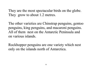 59
They are the most spectacular birds on the globe.
They grow to about 1.2 metres.
The other varieties are Chinstrap penguins, gentoo
penguins, king penguins, and macaroni penguins.
All of them nest on the Antarctic Peninsula and
on various islands.
Rockhopper penguins are one variety which nest
only on the islands north of Antarctica.
 
