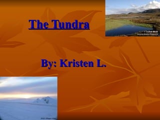 The Tundra       By: Kristen L. 