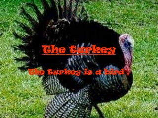 The turkey

The turkey is a bird .
 