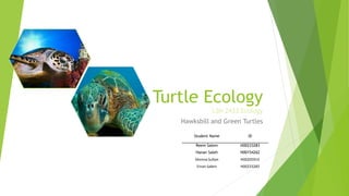 Turtle Ecology
LSN 2433 Ecology
Hawksbill and Green Turtles
Student Name ID
Reem Salem H00233283
Hanan Saleh H00154262
Shmma Sultan H00205914
Eman Salem H00233283
 
