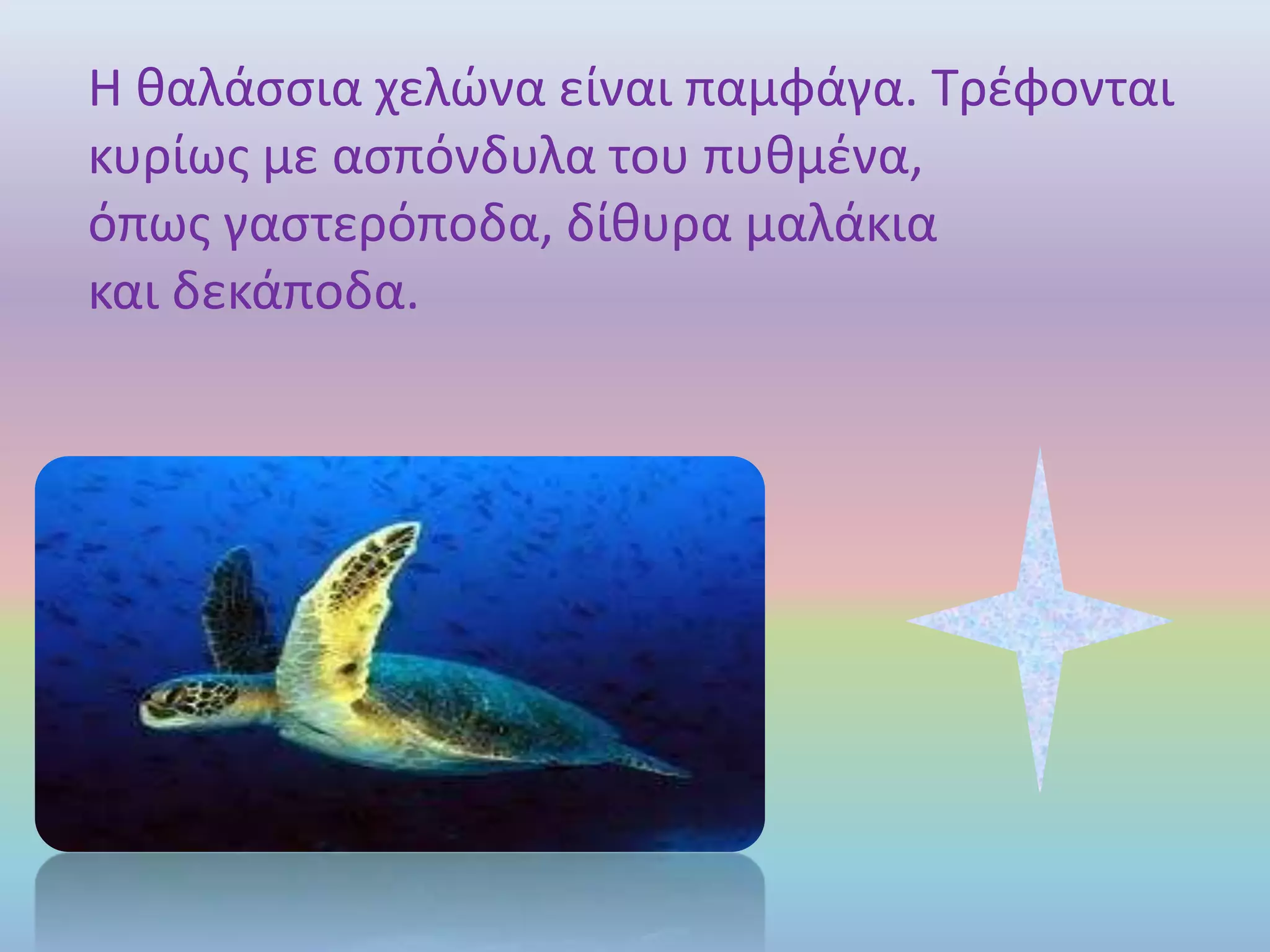 Η θαλάσσια χελώνα είναι παμφάγα. Τρέφονται
κυρίως με ασπόνδυλα του πυθμένα,
όπως γαστερόποδα, δίθυρα μαλάκια
και δεκάποδα.
 
