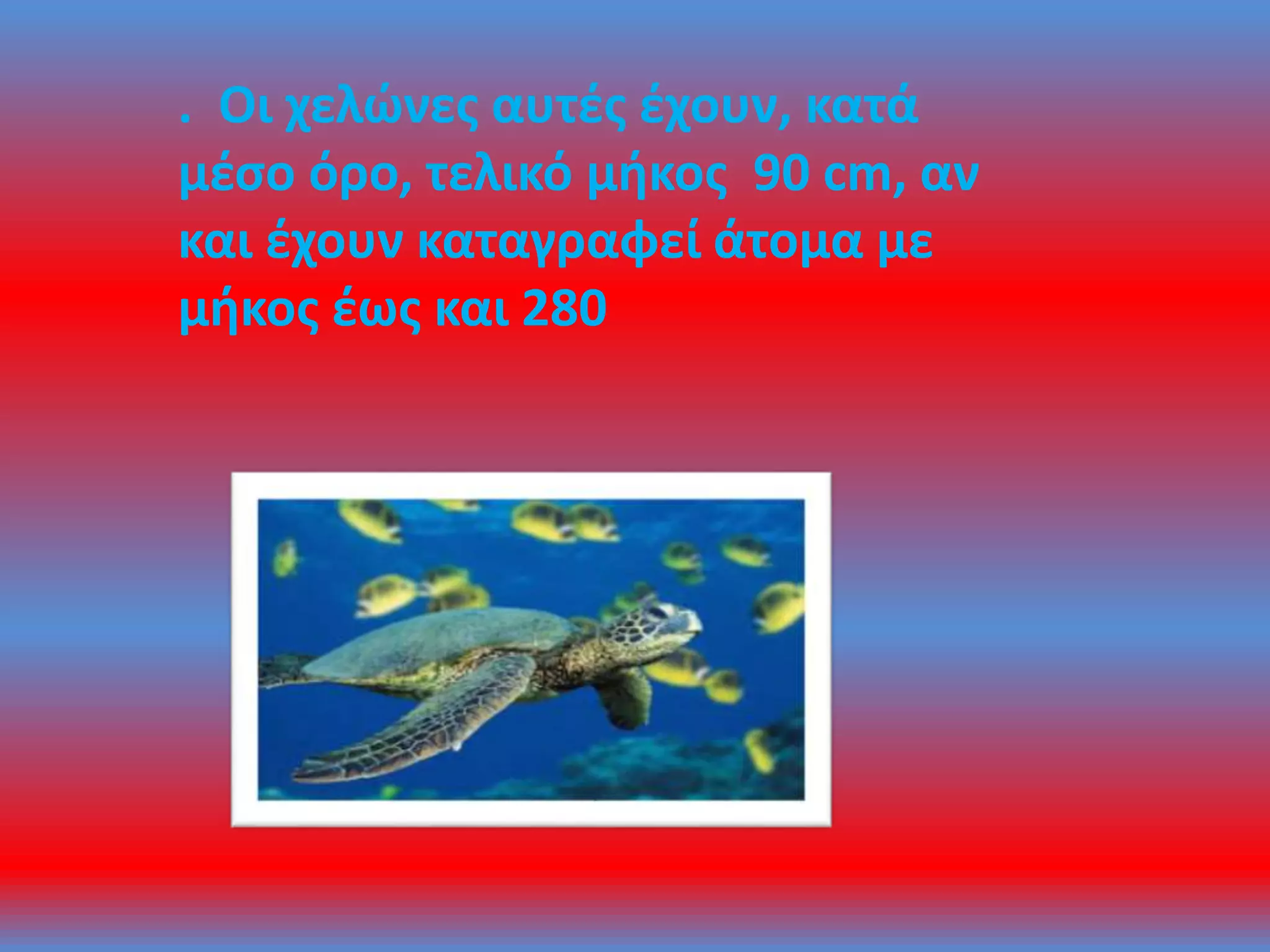 . Οι χελώνες αυτές έχουν, κατά
μέσο όρο, τελικό μήκος 90 cm, αν
και έχουν καταγραφεί άτομα με
μήκος έως και 280
 