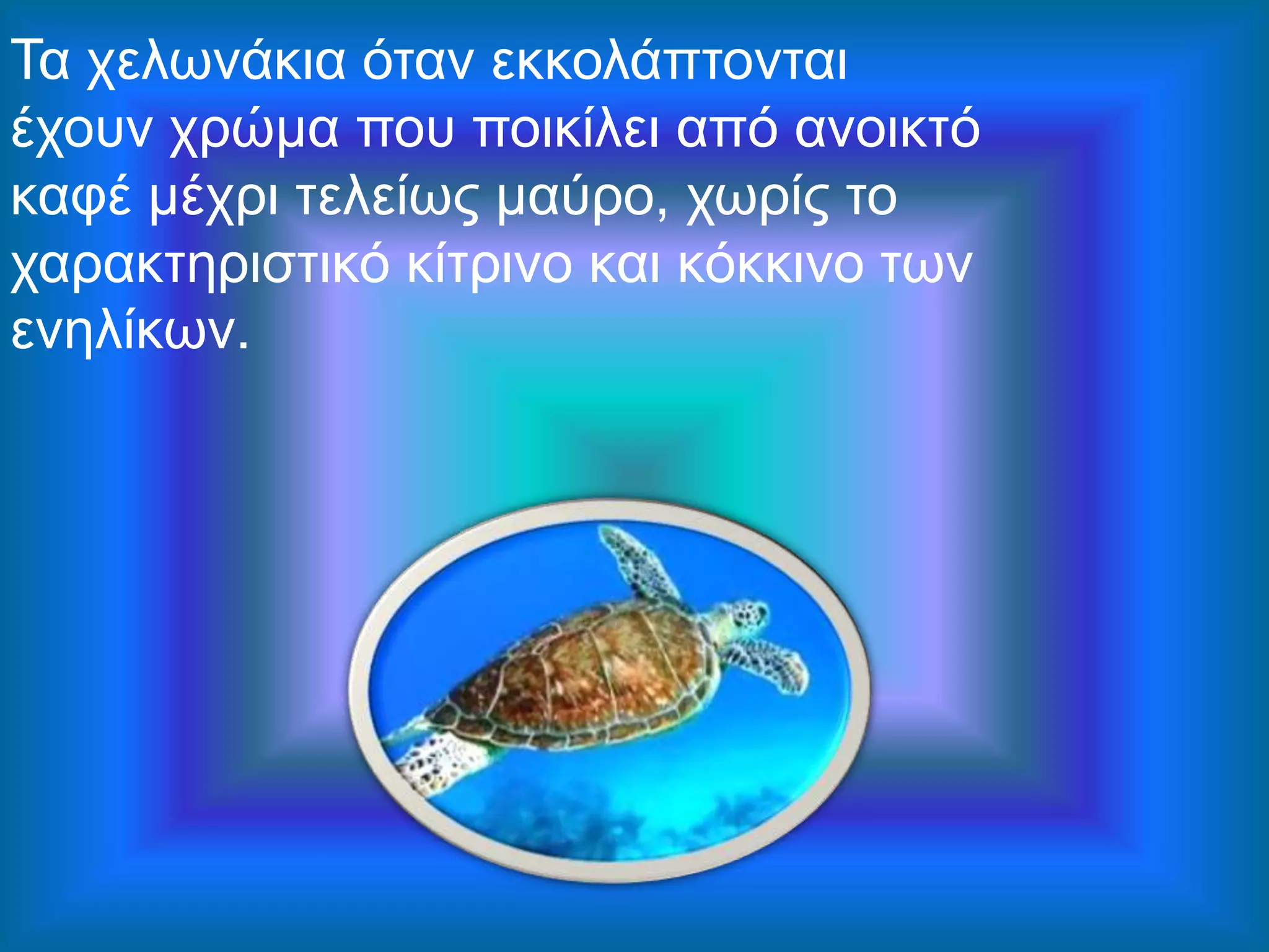 Τα χελωνάκια όταν εκκολάπτονται
έχουν χρώμα που ποικίλει από ανοικτό
καφέ μέχρι τελείως μαύρο, χωρίς το
χαρακτηριστικό κίτρινο και κόκκινο των
ενηλίκων.
 