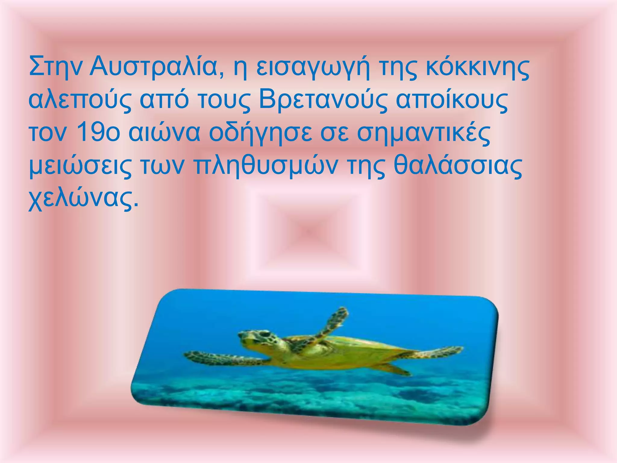 Στην Αυστραλία, η εισαγωγή της κόκκινης
αλεπούς από τους Βρετανούς αποίκους
τον 19ο αιώνα οδήγησε σε σημαντικές
μειώσεις των πληθυσμών της θαλάσσιας
χελώνας.
 