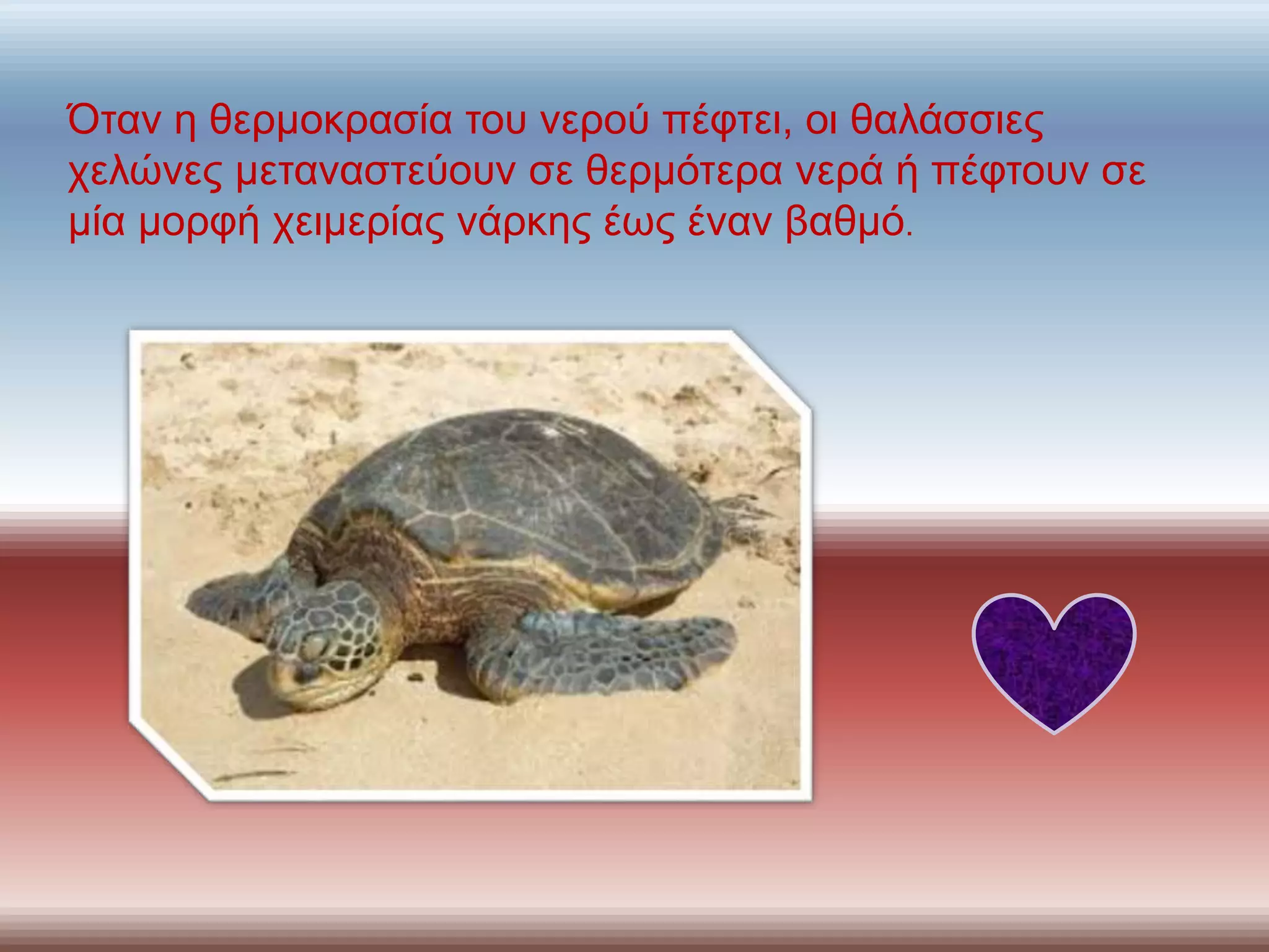 Όταν η θερμοκρασία του νερού πέφτει, οι θαλάσσιες
χελώνες μεταναστεύουν σε θερμότερα νερά ή πέφτουν σε
μία μορφή χειμερίας νάρκης έως έναν βαθμό.
 