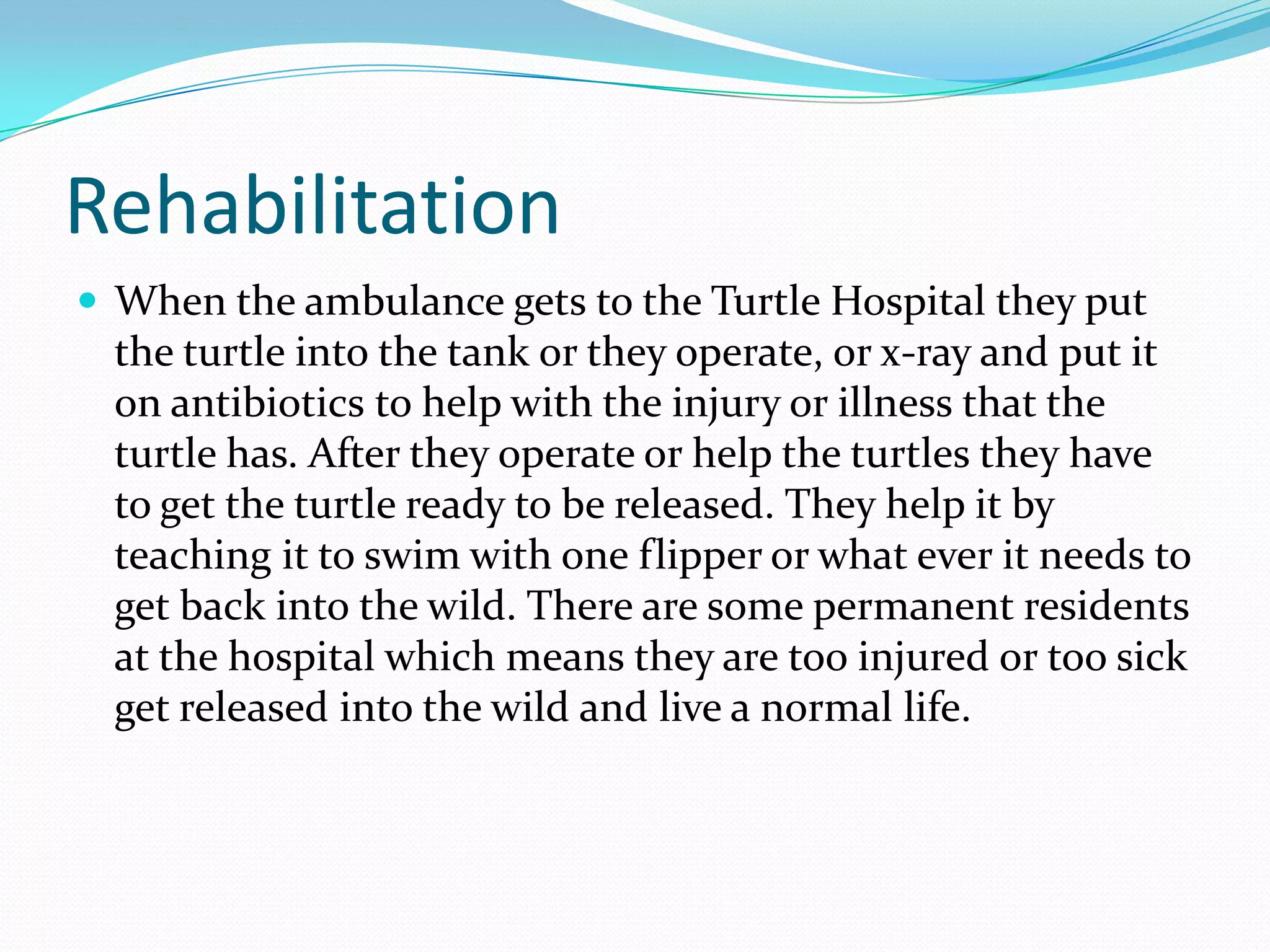 The Turtle Hospital Power Point | PPTX