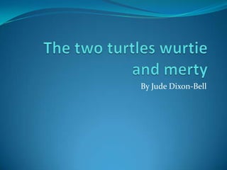 The two turtles wurtie and merty By Jude Dixon-Bell 