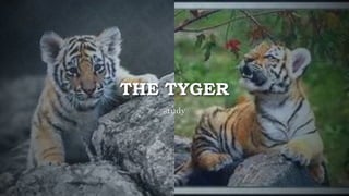 The Tyger 