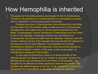 How Hemophilia is inherited The genes for the clotting factors are located on the X chromosome. Therefore, hemophilia is a X linked disorder i.e, hemophilia is caused when a defective X chromosome gene is inherited.	Females have two X chromosomes, one inherited from the father and the other from the mother; while a male has one X chromosome inherited from the mother and a Y chromosome inherited from the father. Consequently, a direct inheritance of hemophilia from the father to son is not possible. If a female inherits only one defective X chromosome, she does not suffer from the disorder. However, she will remain a lifelong carrier of the disease and may transfer the defective X chromosome to her male offspring. The probability of a female inheriting two defective X chromosomes is low and so this disease is seen predominantly in males. In this way, a criss-cross pattern of inheritance is observed in hemophilia.	In such type of inheritance, there is no direct transfer of the affected genes from father to son or mother to daughter. Instead, the affected genes are transferred from the father to his daughter. The daughter is not affected by these genes but remains the carrier. She transfers the affected genes to her son. In all, hemophiliac genes are transferred from grandfather to grandson through the daughter.