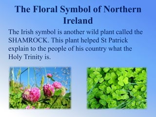 The Floral Symbol of Northern
Ireland
The Irish symbol is another wild plant called the
SHAMROCK. This plant helped St Patrick
explain to the people of his country what the
Holy Trinity is.
 