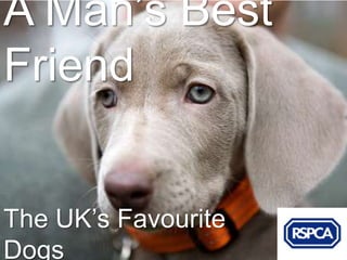 A Man’s Best
Friend


The UK’s Favourite
Dogs
 