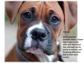9) Boxer

Nicknamed the
loveable clown, a boxer
dog is easy to look
after with their short
hair, although can be
prone to sunburn and
breathing difficulties
due to their short
snouts.
 